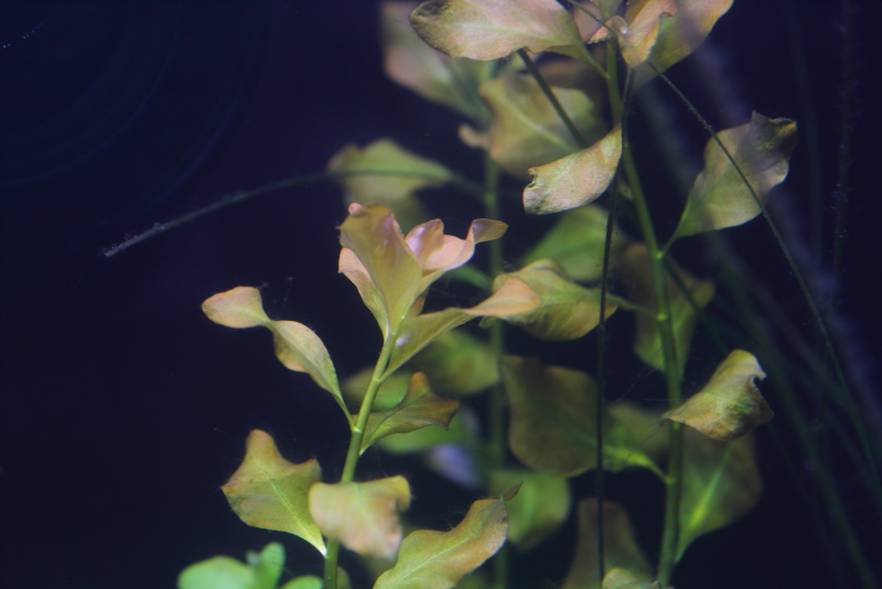 植栽から21日目